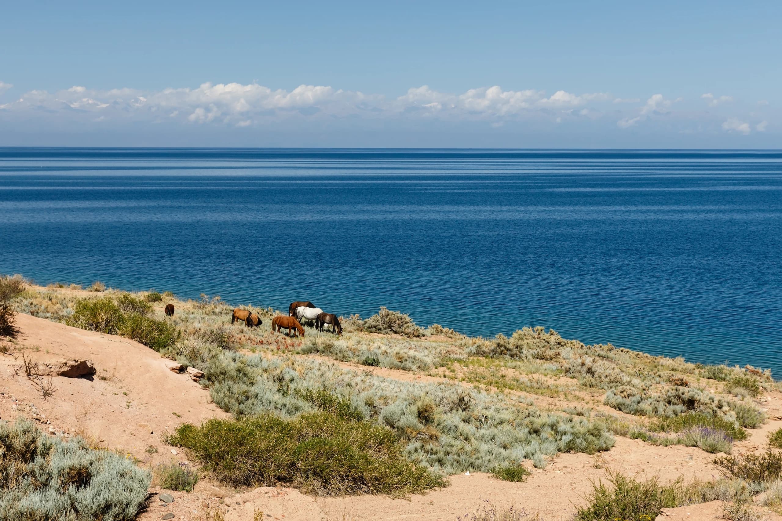issyk-kul-nature-horses